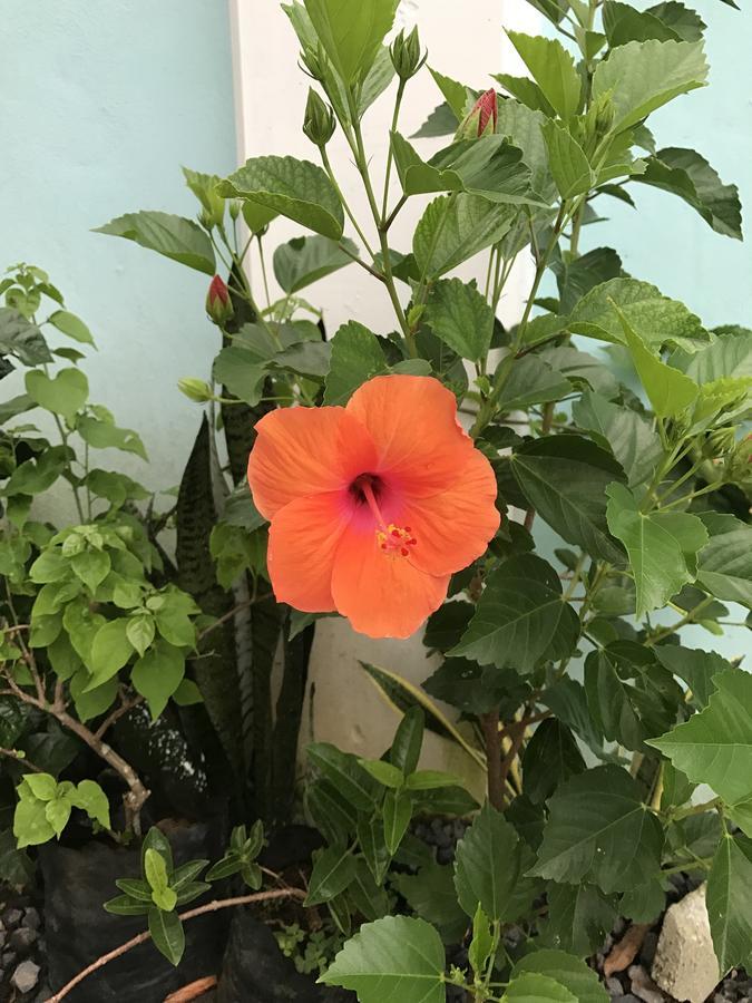 Samoana Boutique Hotel Apia Dış mekan fotoğraf